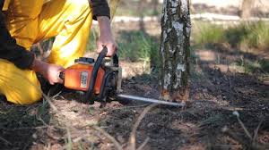 How Our Tree Care Process Works  in  West Ocean City, MD