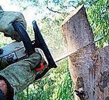 Best Stump Grinding and Removal  in West Ocean City, MD