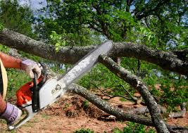 Best Fruit Tree Pruning  in West Ocean City, MD