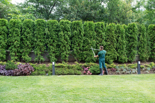 Best Weed Control  in West Ocean City, MD