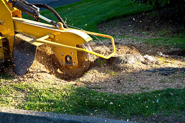 Best Tree Trimming and Pruning  in West Ocean City, MD