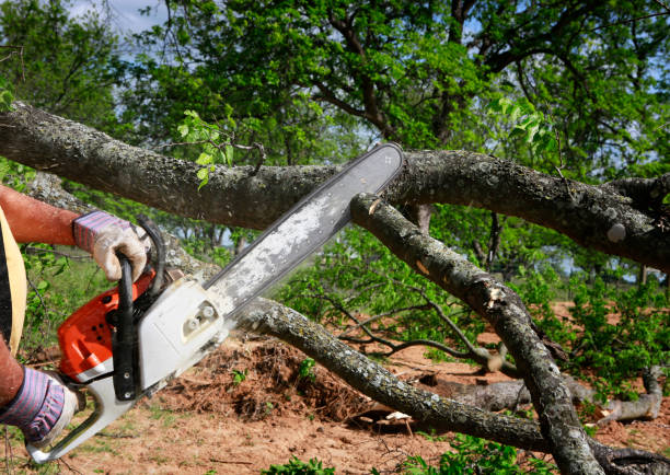 Best Lawn Watering Services  in West Ocean City, MD