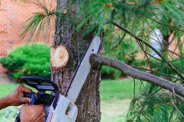  West Ocean City, MD Tree Removal Pros